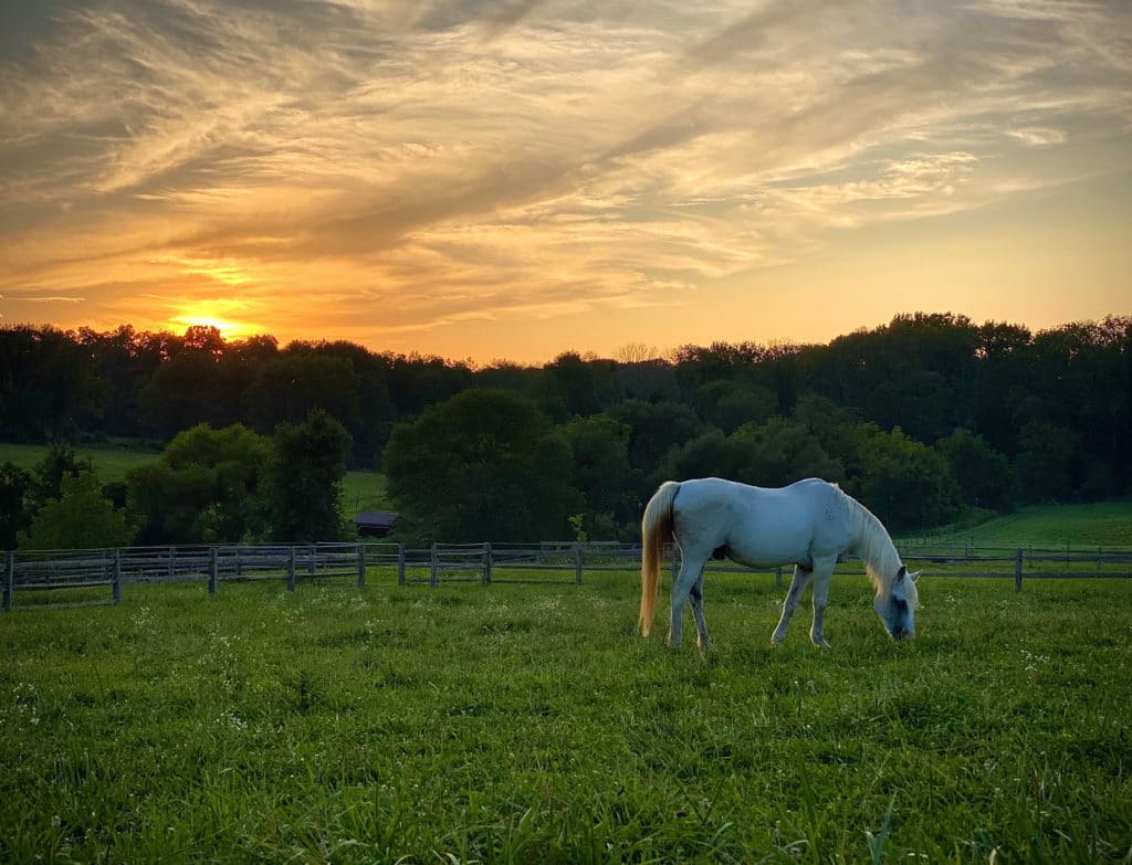 Welsh/Arabian Cross horse named Jellybean in a field at sunset