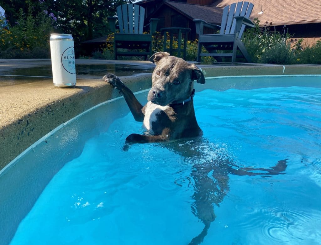 Pitbull mix named Hank swimming in a pool