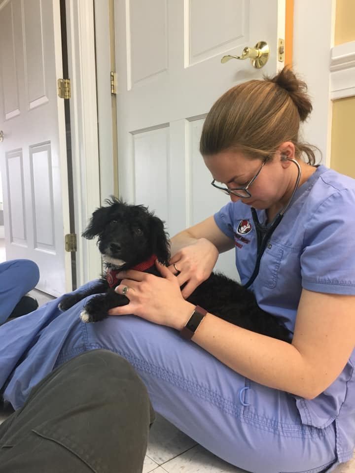 Shannon Emmons, a veterinarian examining a small dog