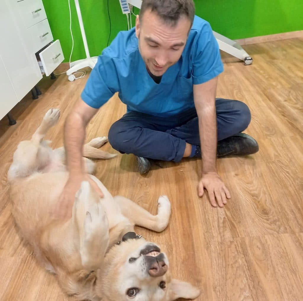 Photo of a dog on his back with a veterinarian giving him belly rubs at a clinic