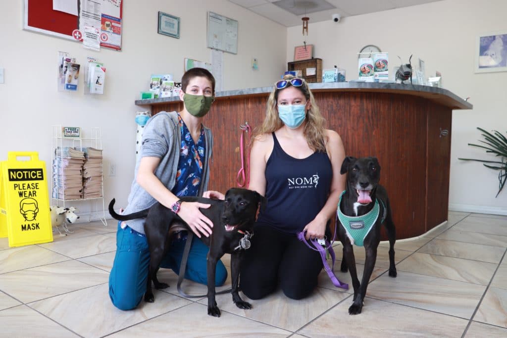 NOMV Program Manager Bri & her dog Pumba at a veterinary clinic with vet tech Zoe and her dog Zucchini