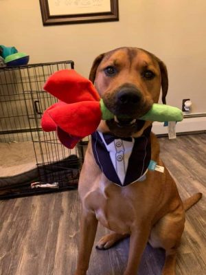 Brown dog dressed in a tuxedo holding a plush rose in his mouth looking dapper.